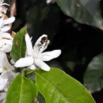 Abelha operária do gênero Scaptotrigona na flor de café arábica (Coffea arabica), São Sebastião do Paraíso-MG, Outubro-2019-10