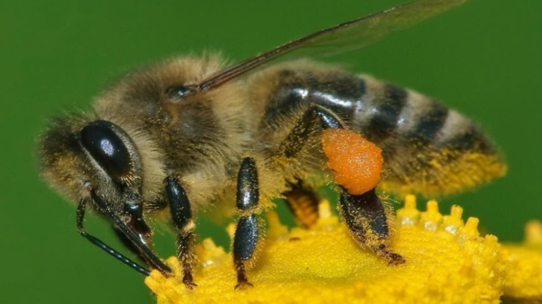 Mas O Que é A Polinização Agrobee Mas O Que é A Polinização Agrobee