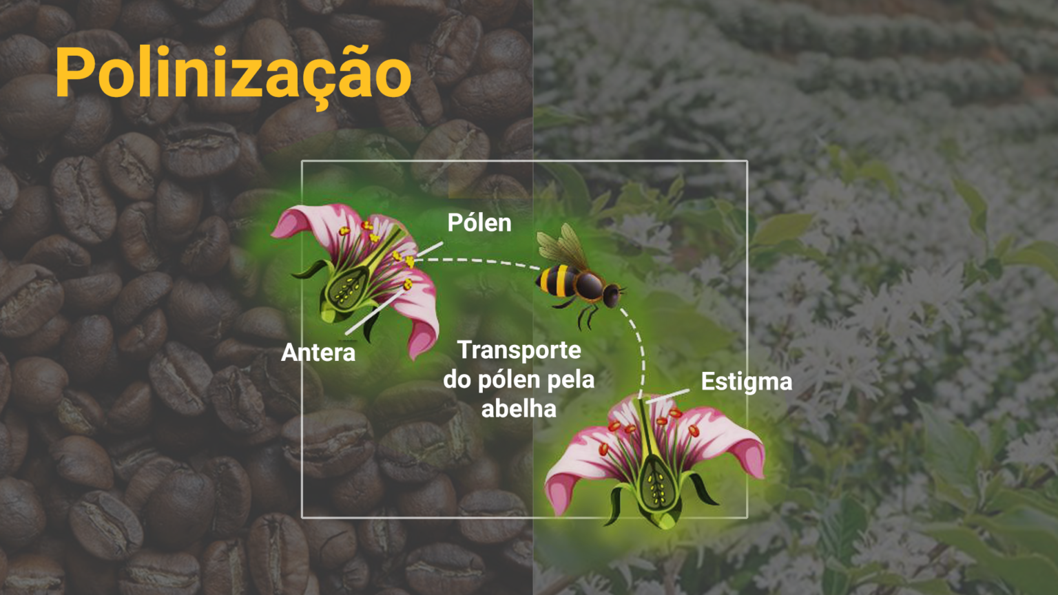 Mas O Que é A Polinização Agrobee Mas O Que é A Polinização Agrobee