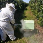 Auditoria de colônia de abelhas da espécie Apis mellifera L. instalada em lavoura de café arábica (Coffea arabica), Divisa Nova-MG, Agosto-2019-7