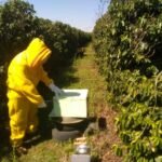 Auditoria de colônia de abelhas da espécie Apis mellifera L. instalada em lavoura de café arábica (Coffea arabica), Divisa Nova-MG, Agosto-2019-8