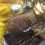 Auditoria em quadro de cria de colônia de abelhas da espécie Apis mellifera L. instalada em lavoura de abacate (Persea americana), Monte Carmelo:MG, Agosto:2020