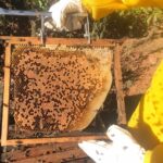 Auditoria em quadro de cria de colônia de abelhas da espécie Apis mellifera L. instalada em lavoura de abacate (Persea americana), Monte Carmelo:MG, Agosto:2020-2
