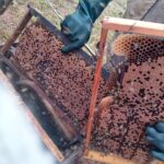 Auditoria em quadros de cria de colônia de abelhas da espécie Apis mellifera L. instalada em lavoura de abacate (Persea americana), Monte Carmelo:MG, Agosto:2020-7