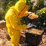 Auditoria feita pela equipe técnica Agrobee em colônia de abelhas da espécie Apis mellifera L. instalada em lavoura de abacate (Persea americana), Monte Carmelo:MG, Agosto:2020