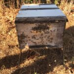 Colônia de abelhas da espécie Apis mellifera L. instalada em lavoura de abacate (Persea americana), Monte Carmelo:MG, Agosto:2020