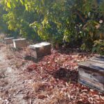 Colônias de abelhas da espécie Apis mellifera L. instalada em lavoura de abacate (Persea americana), Monte Carmelo:MG, Agosto:2020 - 5