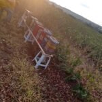 Colônias de abelhas do gênero Scaptotrigona instaladas em lavoura de café arábica (Coffea arabica) para o Serviço de Polinização Agrobee, Pedregulho-SP, Outubro-2020-4