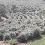 Florada café arábica (Coffea arabica), Monte Santo de Minas-MG, Setembro-2019