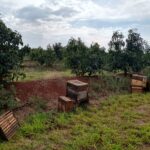 Instalação de colônias de abelhas da espécie Apis mellifera L. em lavoura de abacate (Persea americana) para o Serviço de Polinização, Monte Carmelo:MG, Agosto:2020-10