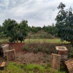 Instalação de colônias de abelhas da espécie Apis mellifera L. em lavoura de abacate (Persea americana) para o Serviço de Polinização, Monte Carmelo:MG, Agosto:2020-9