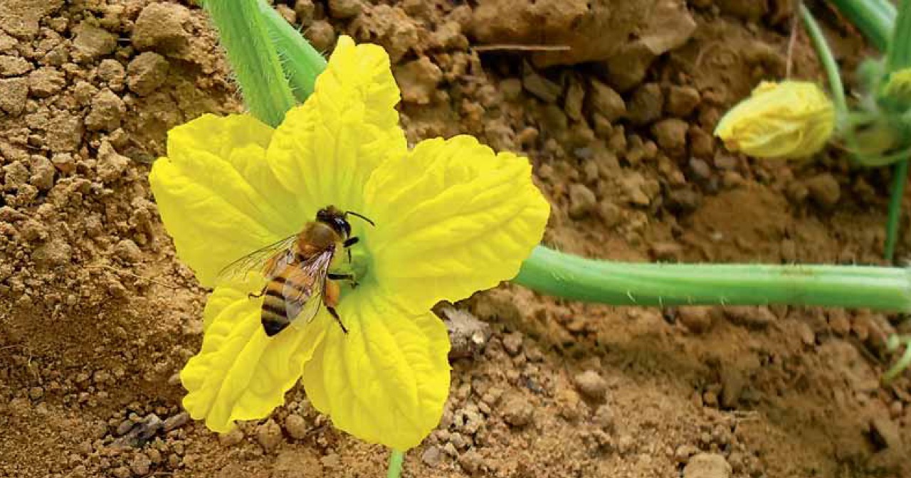 Polinização em uma flor do Melancia Fonte: Polinizadores do Brasil