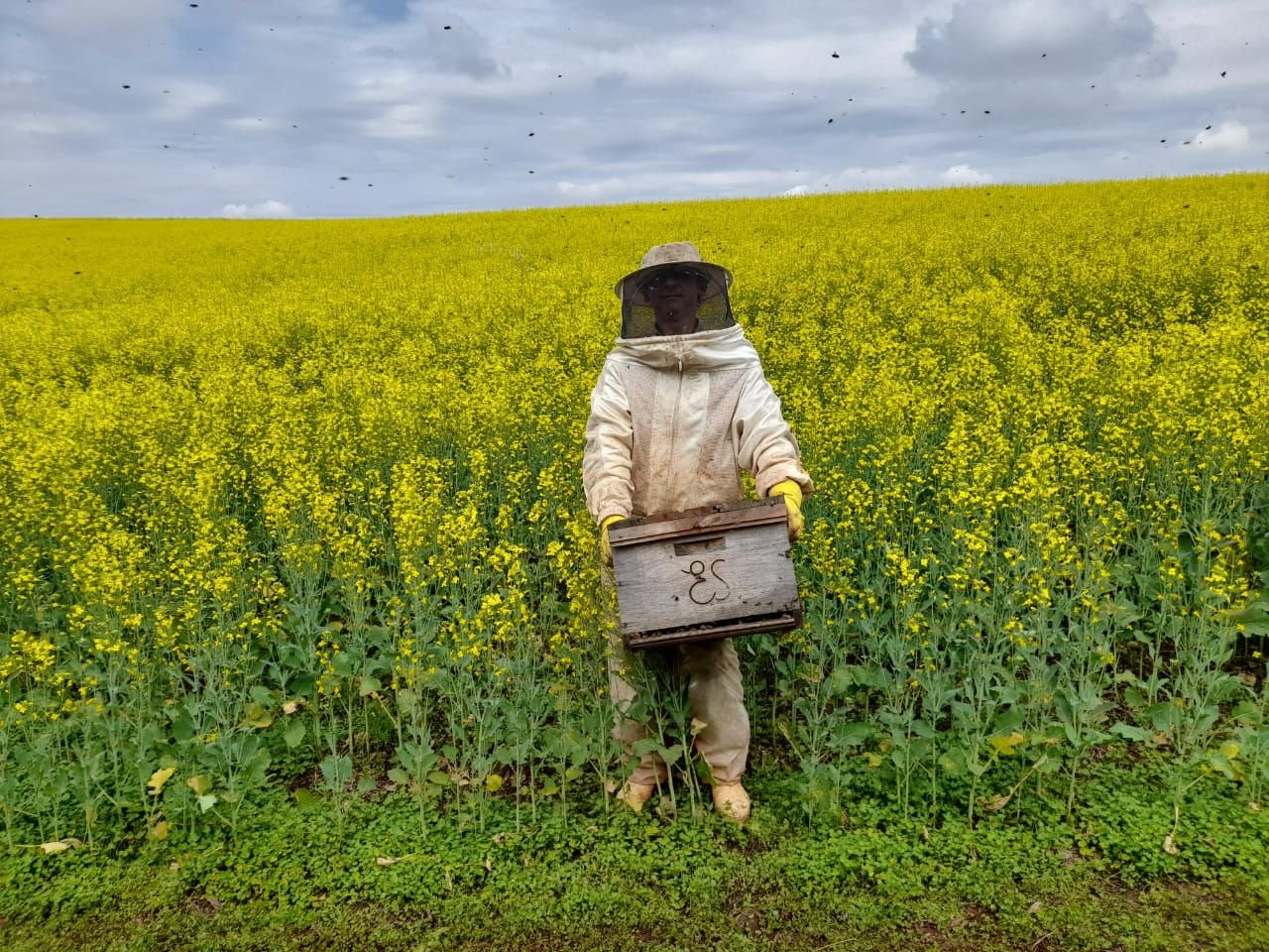 CELENA ALIMENTOS E AGROBEE AMPLIAM O MAIOR PROGRAMA DEPOLINIZAÇÃO ASSISTIDA EM OLEOGINOSAS DO BRASIL, E ANUNCIAMINCLUSÃO DA CULTURA DA CARINATA EM 2025